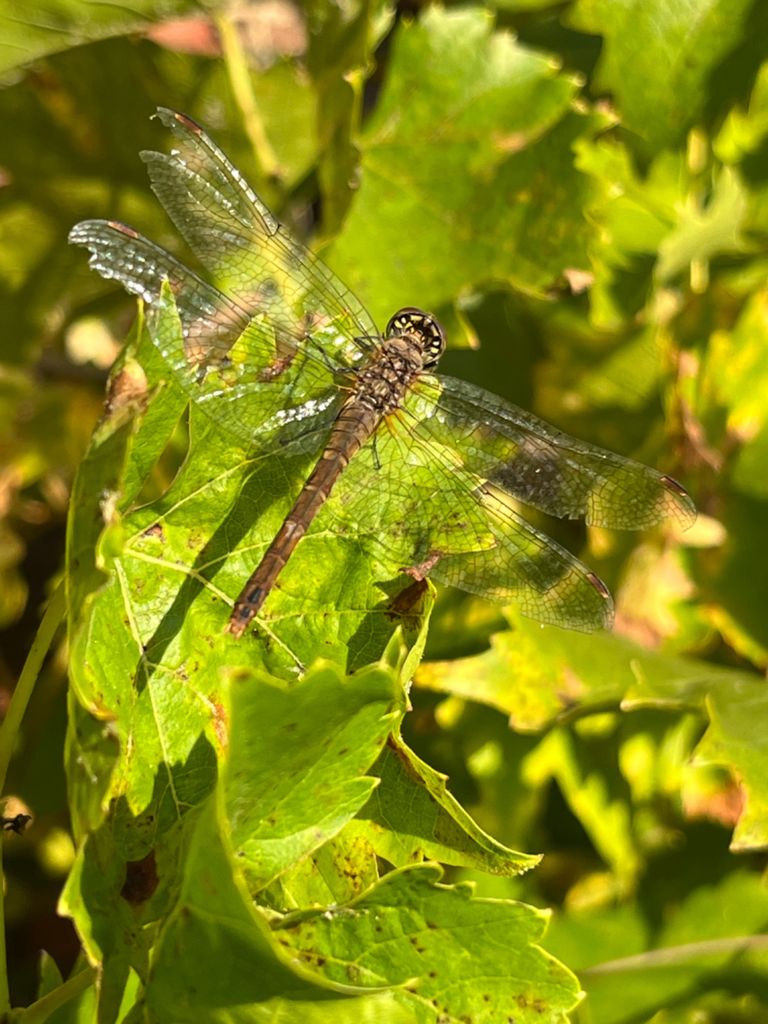 Libellule
